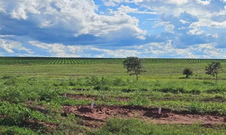 Com mais de 3 mil hectares de plantio à vista, Cassilândia vira novo polo da citricultura estadual