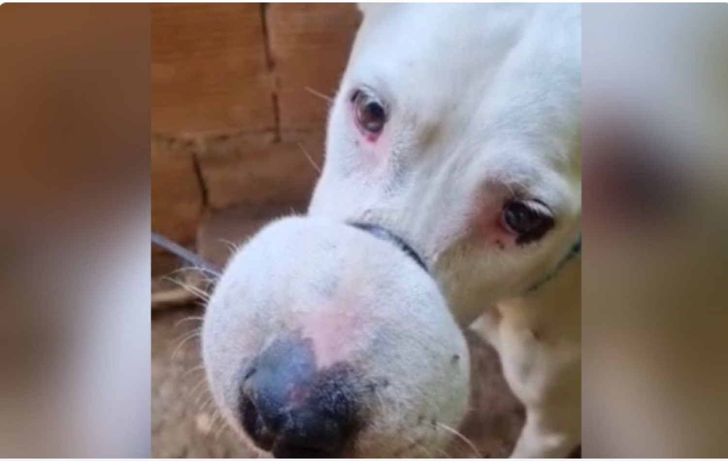 Cadela é encontrada com lacre que a impedia de abrir a boca