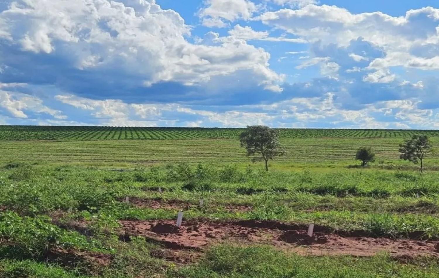 Com mais de 3 mil hectares de plantio à vista, Cassilândia vira novo polo da citricultura estadual